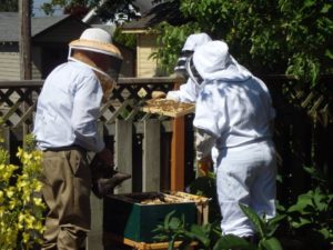 Backyard beekeeping